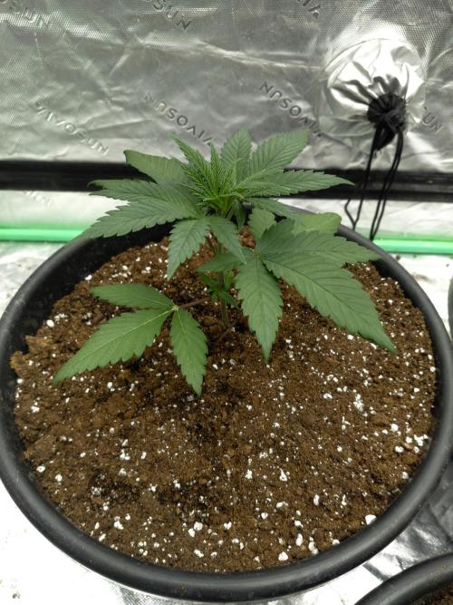 Spider Farmer G500. Week 2
