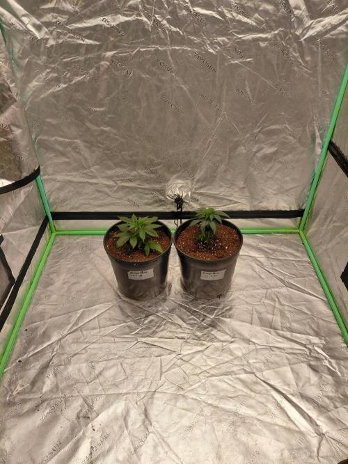 Kannabia Seeds Zoap Rose. Week 2