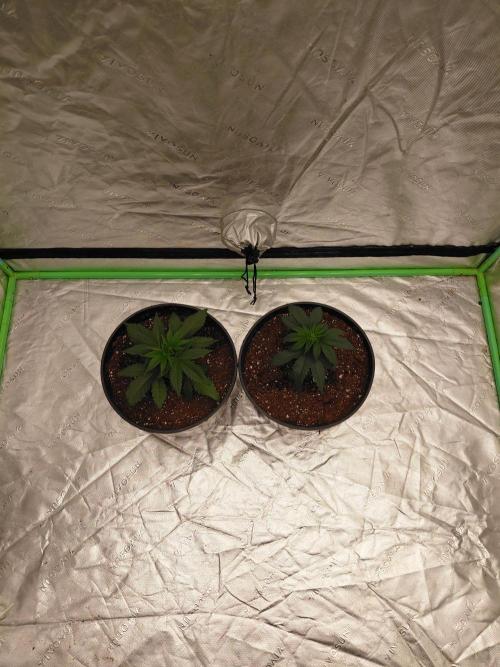 Kannabia Seeds Zoap Rose. Week 2