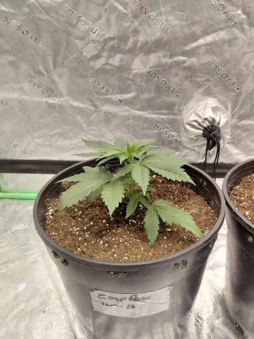 Kannabia Seeds Zoap Rose. Week 2