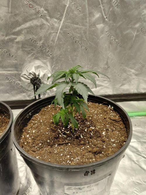 Kannabia Seeds Zoap Rose. Week 2