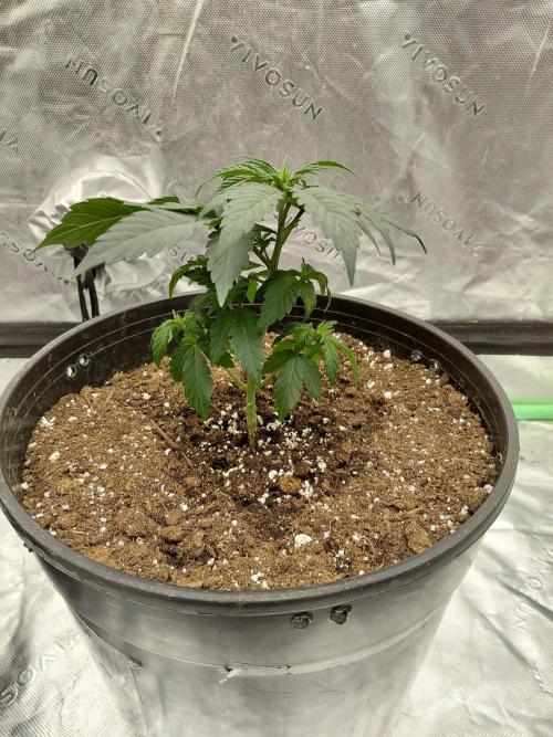Kannabia Seeds Zoap Rose. Week 2