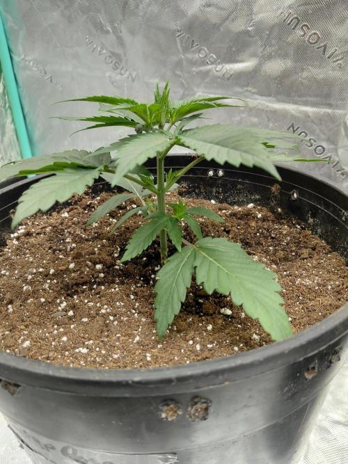 Zoap Rose. Week 2
