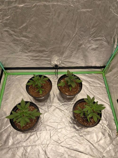Fastbuds Guava Girls. Week 2