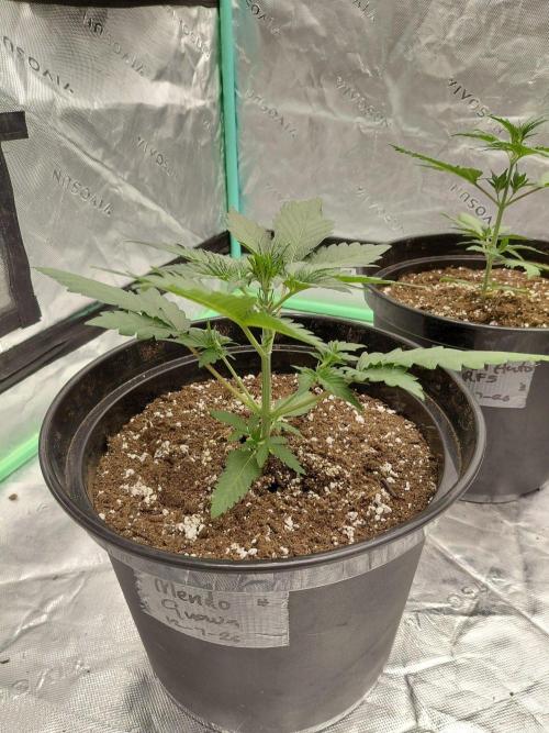 Fastbuds Guava Girls. Week 2
