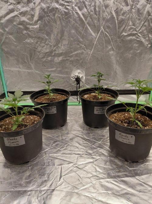 Fastbuds Guava Girls. Week 2