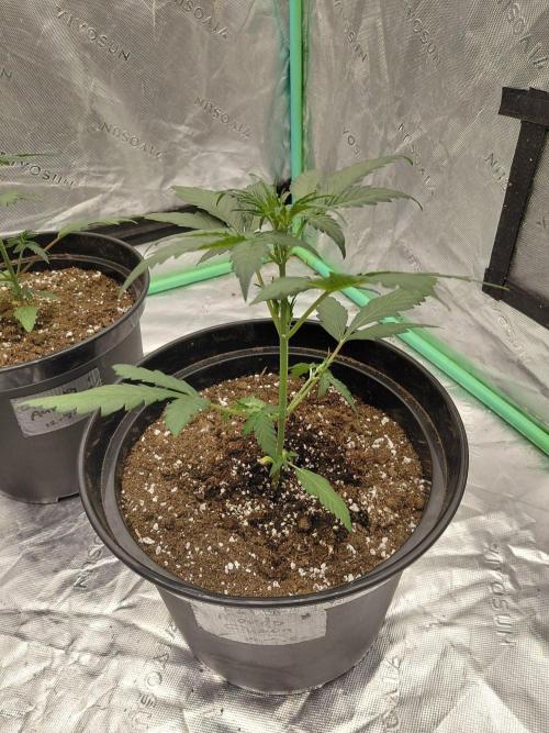 Fastbuds Guava Girls. Week 2