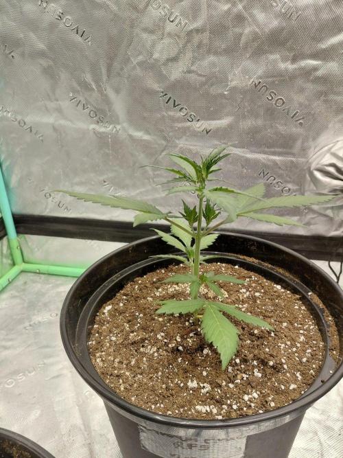Fastbuds Guava Girls. Week 2