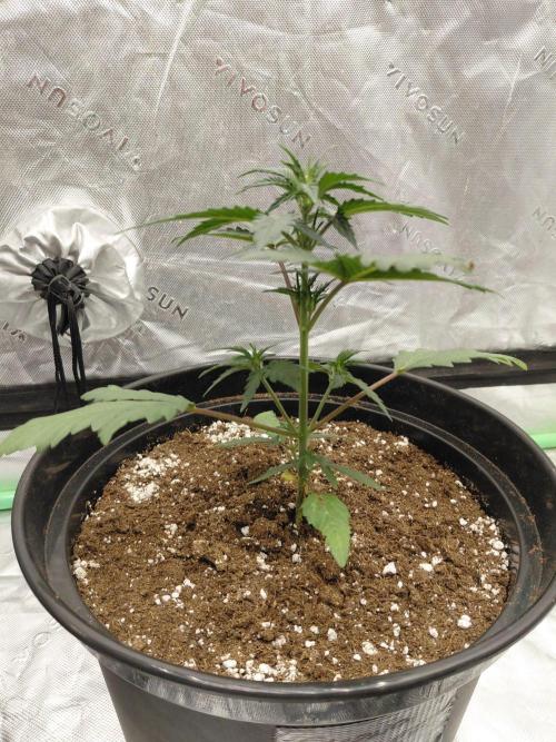 Fastbuds Guava Girls. Week 2