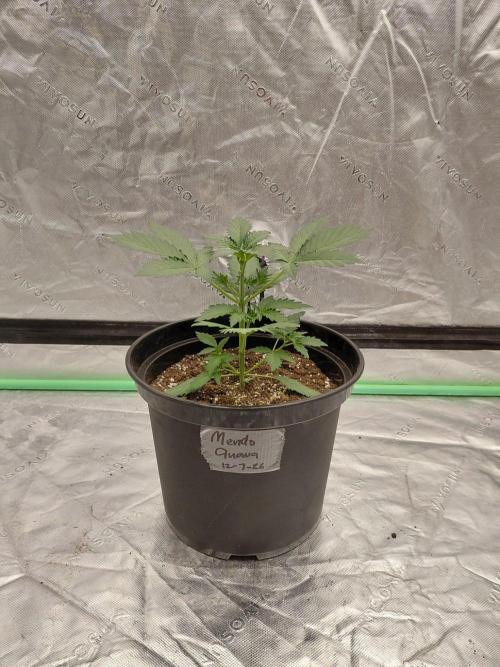 Fastbuds Mendo Guava Outdoor. Week 2