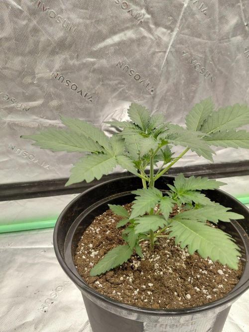 Fastbuds Mendo Guava Outdoor. Week 2