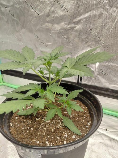 Fastbuds Mendo Guava Outdoor. Week 2