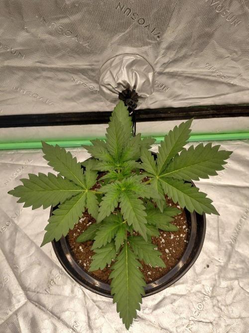Fastbuds Mendo Guava Outdoor. Week 2
