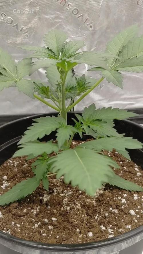 Fastbuds Mendo Guava Outdoor
