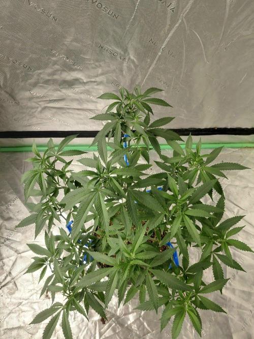 Zamnesia Seeds Kalani Asia. Week 11