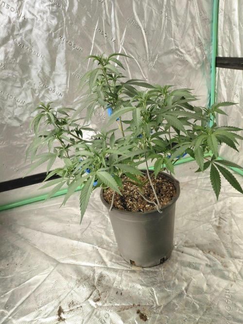 Zamnesia Seeds Kalani Asia. Week 11