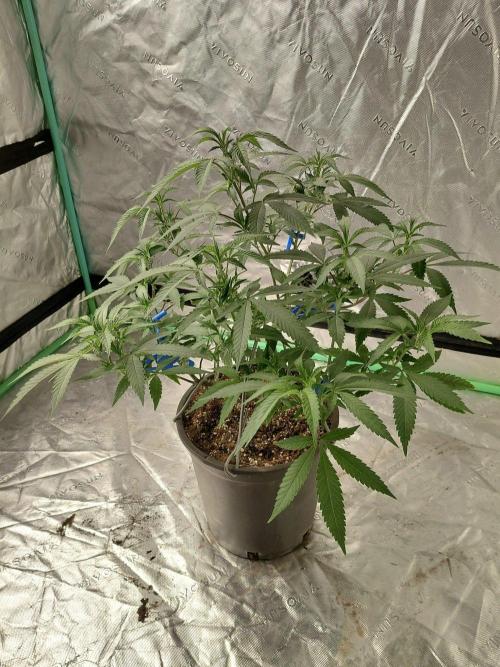 Zamnesia Seeds Kalani Asia. Week 11
