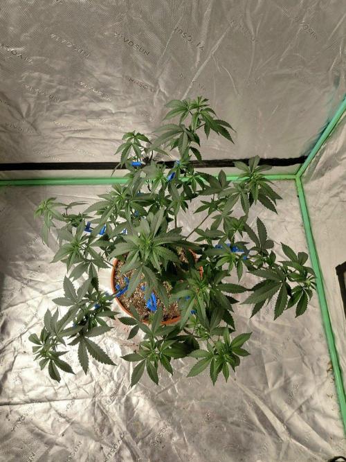 Zamnesia Seeds Permanent Marker. Week 11