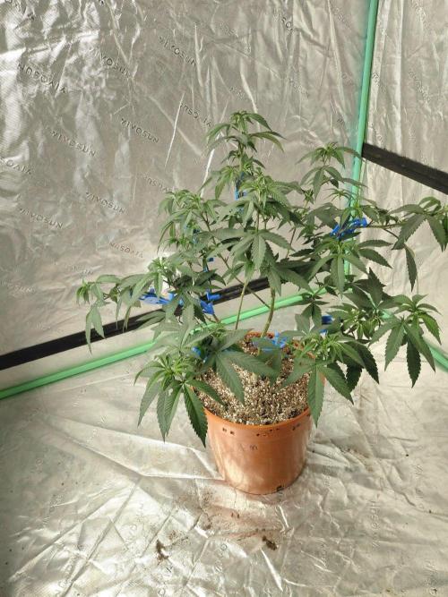 Zamnesia Seeds Permanent Marker. Week 11