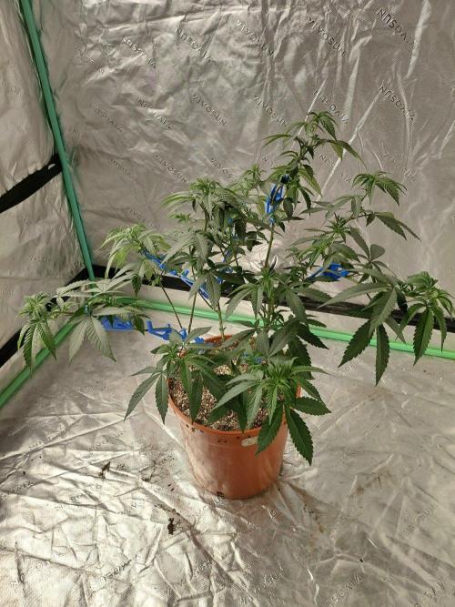 Zamnesia Seeds Permanent Marker. Week 11