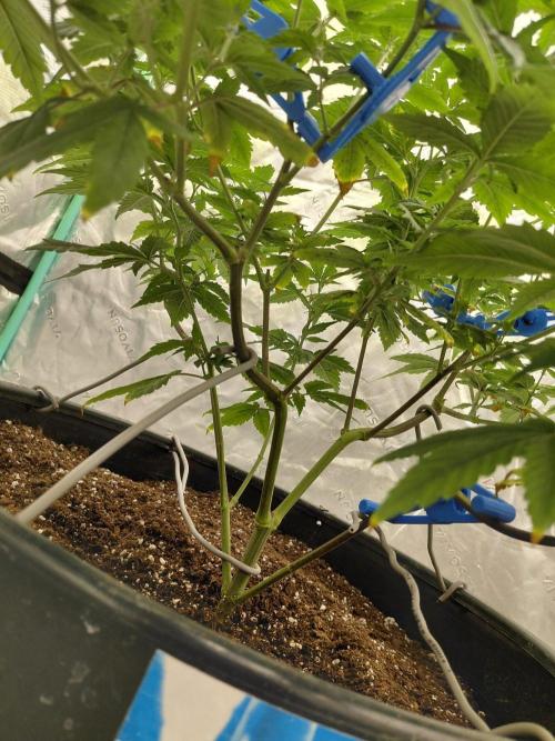 Fastbuds Purple Lemonade FF. Week 11
