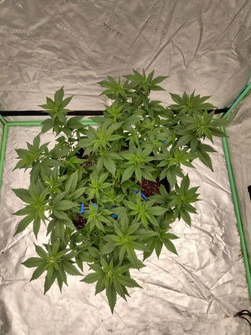 Fastbuds Purple Lemonade FF. Week 11