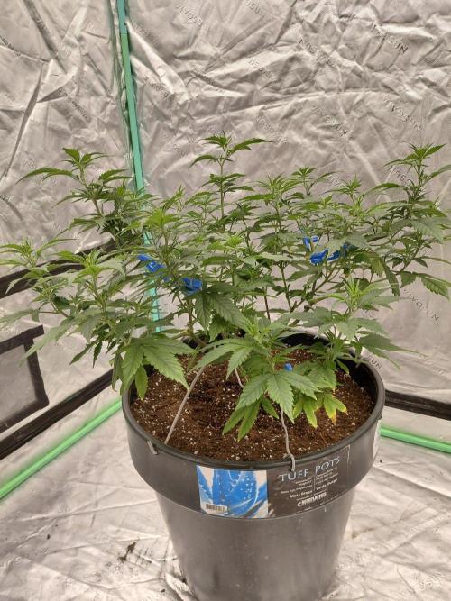 Fastbuds Purple Lemonade FF. Week 11