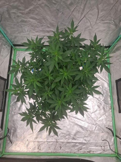 Fastbuds Purple Lemonade FF. Week 12