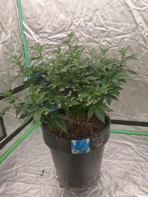 Fastbuds Purple Lemonade FF. Week 12