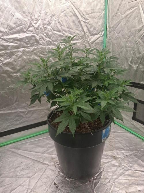 Fastbuds Purple Lemonade FF. Week 12