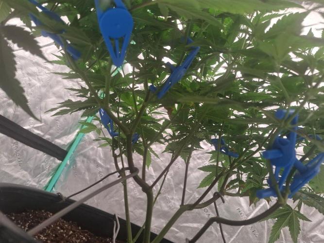 Fastbuds Purple Lemonade FF. Week 12
