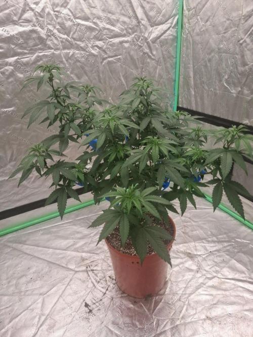Zamnesia Seeds Permanent Marker. Week 12