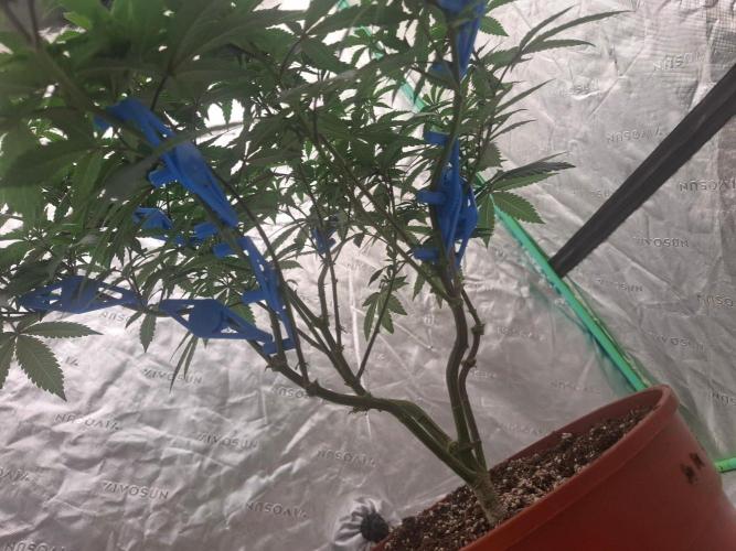 Grow Tent S448 48x48x80. Week 12