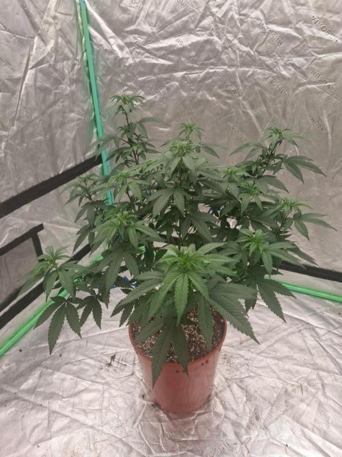Zamnesia Seeds Permanent Marker. Week 12