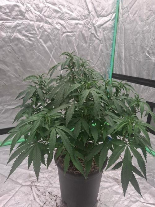 Zamnesia Seeds Kalani Asia. Week 12
