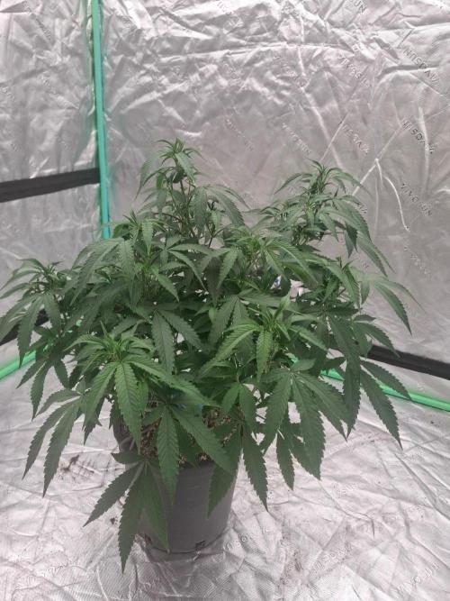 Zamnesia Seeds Kalani Asia. Week 12