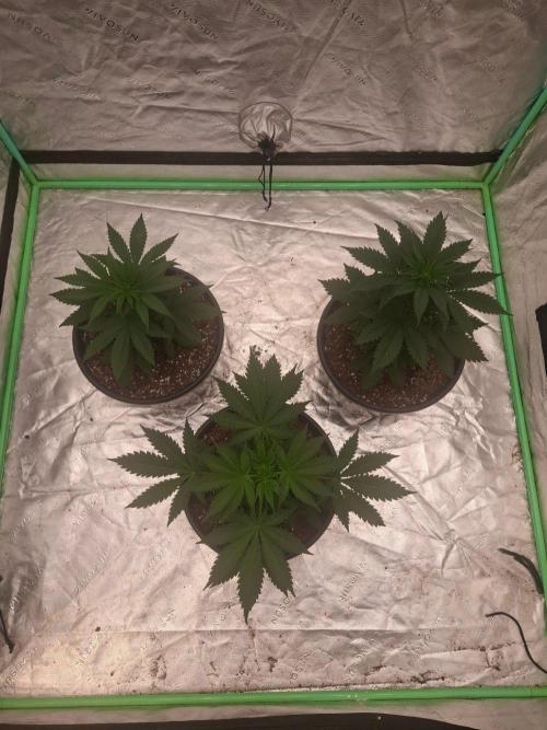 Kannabia Apple & Bananas. Week 3