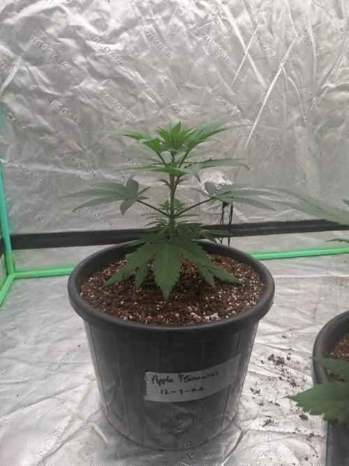 Kannabia Apple & Bananas. Week 3