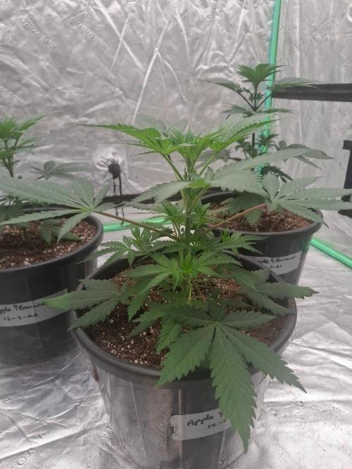 Kannabia Apple & Bananas. Week 3