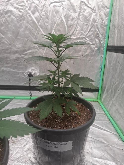 Kannabia Apple & Bananas. Week 3