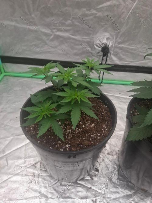 Kannabia Seeds Zoap Rose. Week 3