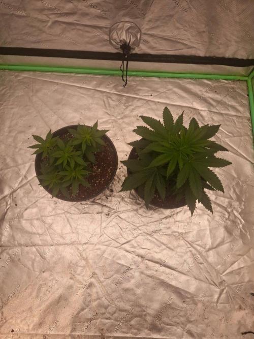 Kannabia Seeds Zoap Rose. Week 3