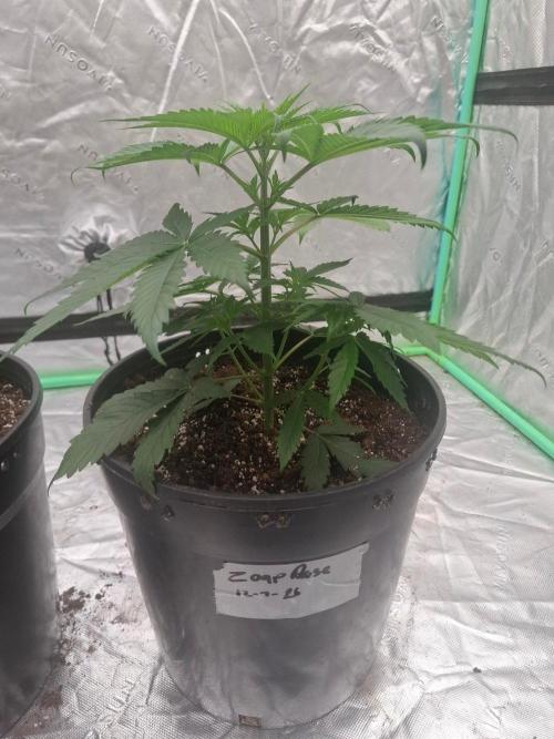 Kannabia Seeds Zoap Rose. Week 3