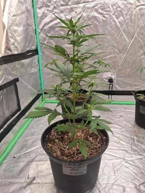 Fastbuds Guava Girls. Week 3