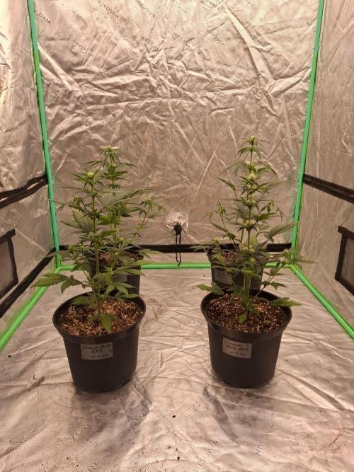 Fastbuds Guava Girls. Week 3