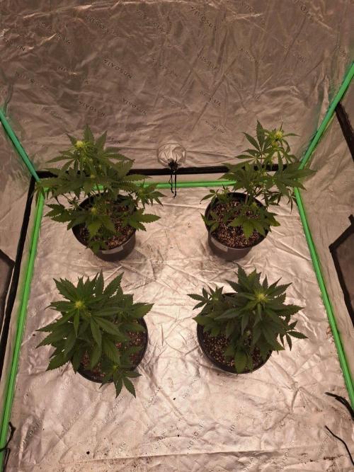 Fastbuds Guava Girls. Week 3