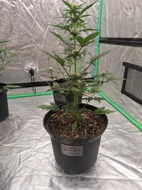 Fastbuds Guava Girls. Week 3