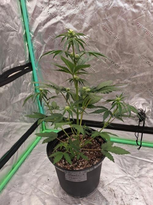 Fastbuds Guava Girls. Week 3