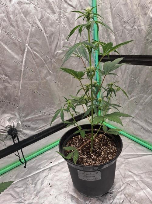 Fastbuds Guava Girls. Week 3