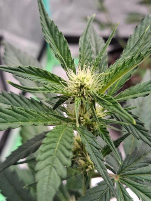 Fastbuds Guava Girls. Week 3